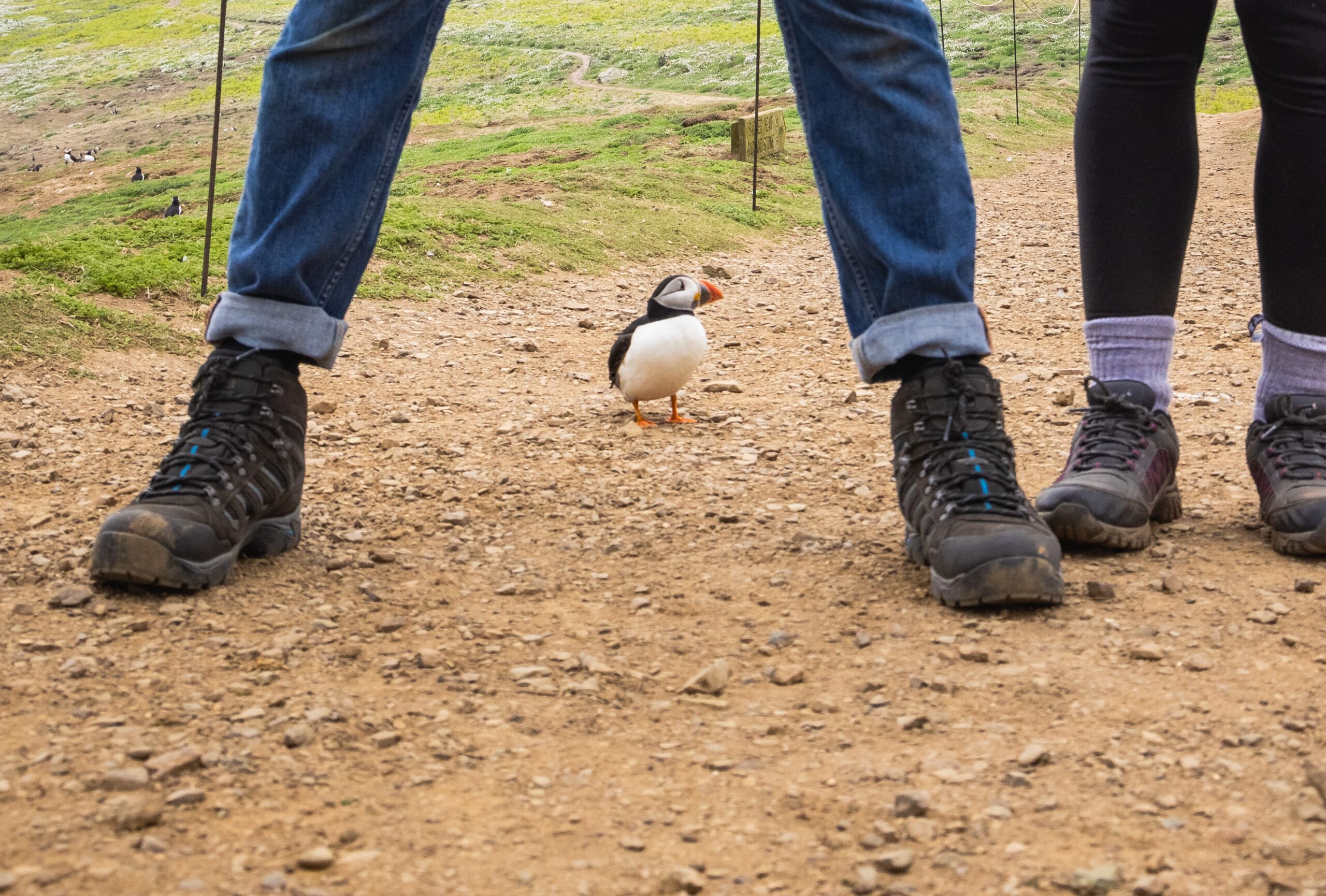 51318-boat-trip-to-skomer-island-to-see-puffins bearbeitet
