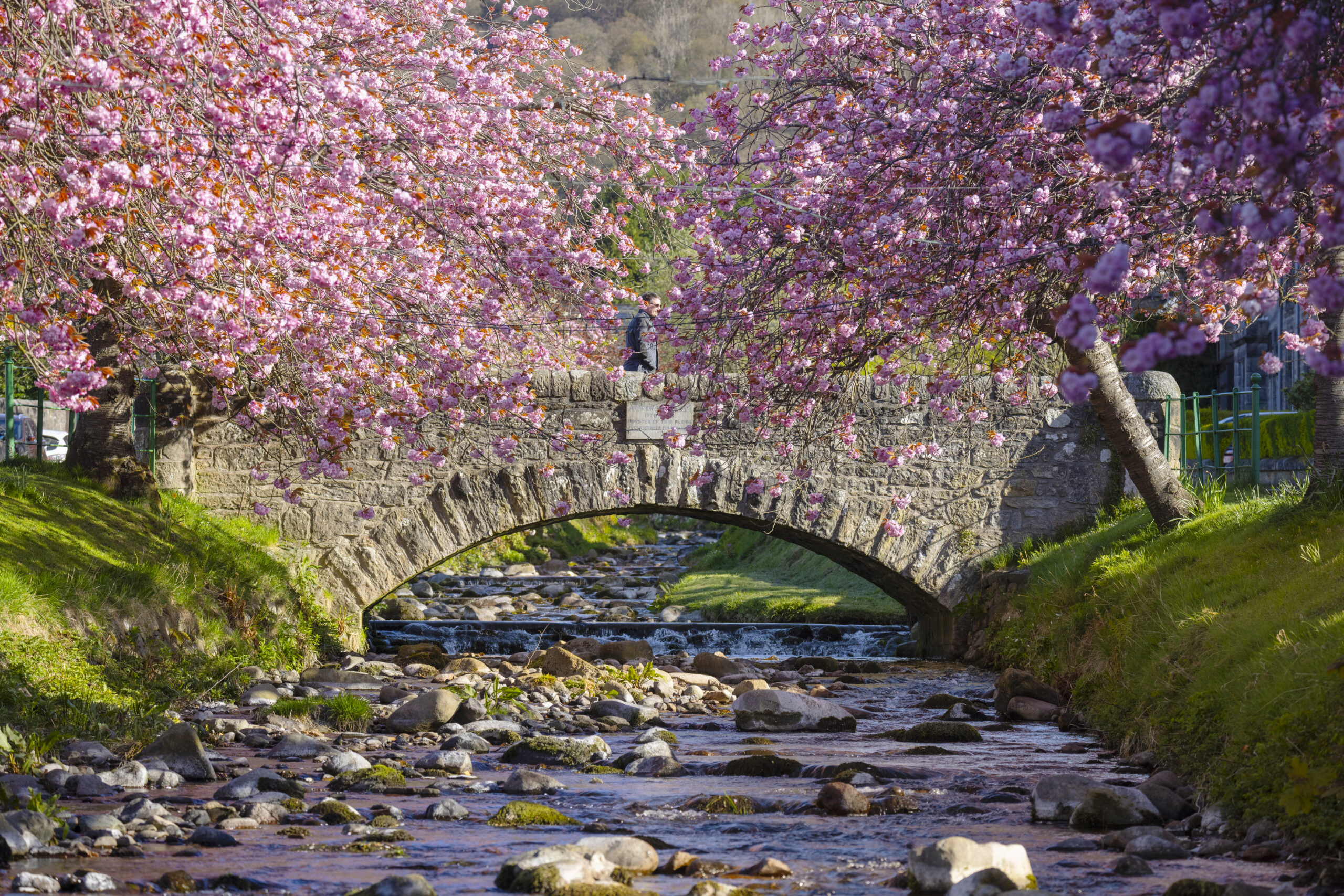 551535-cherry-blossom-trees-lining-the-kelly-burn-in-dollar