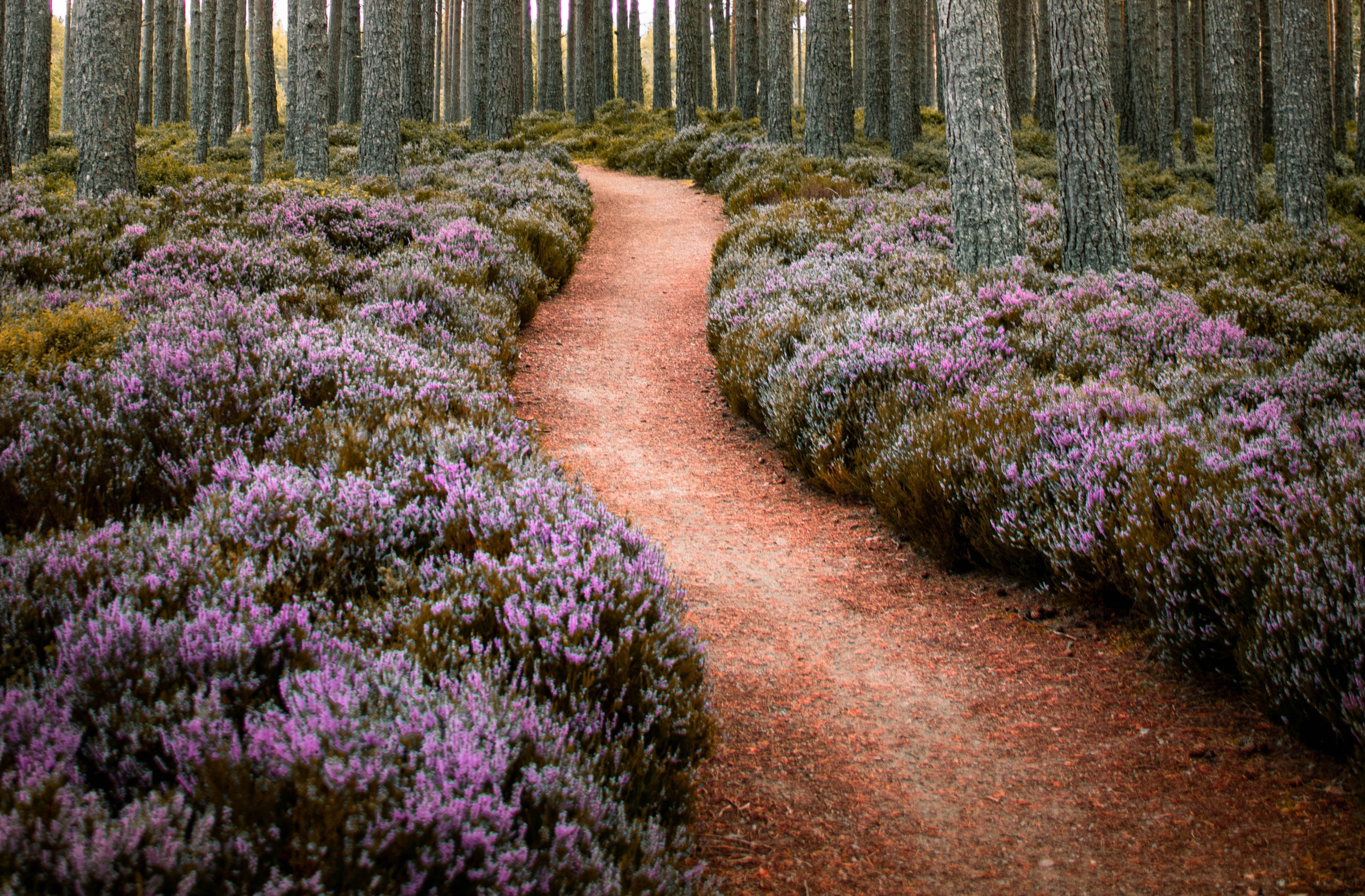 Herbst in den Highlands, Schottland