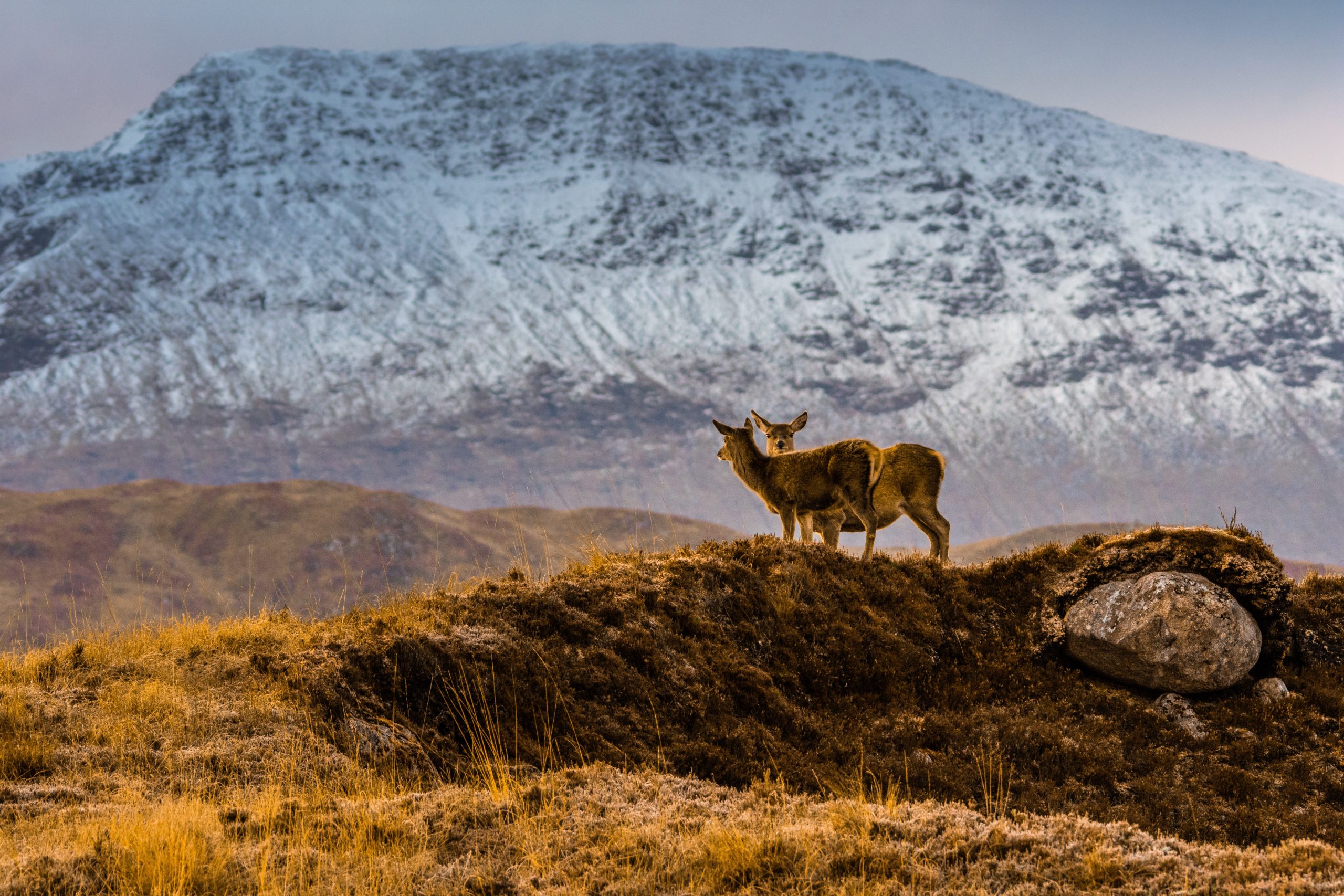 Schüchterne Highland Wegbegleitung, Schottlands Rosinen