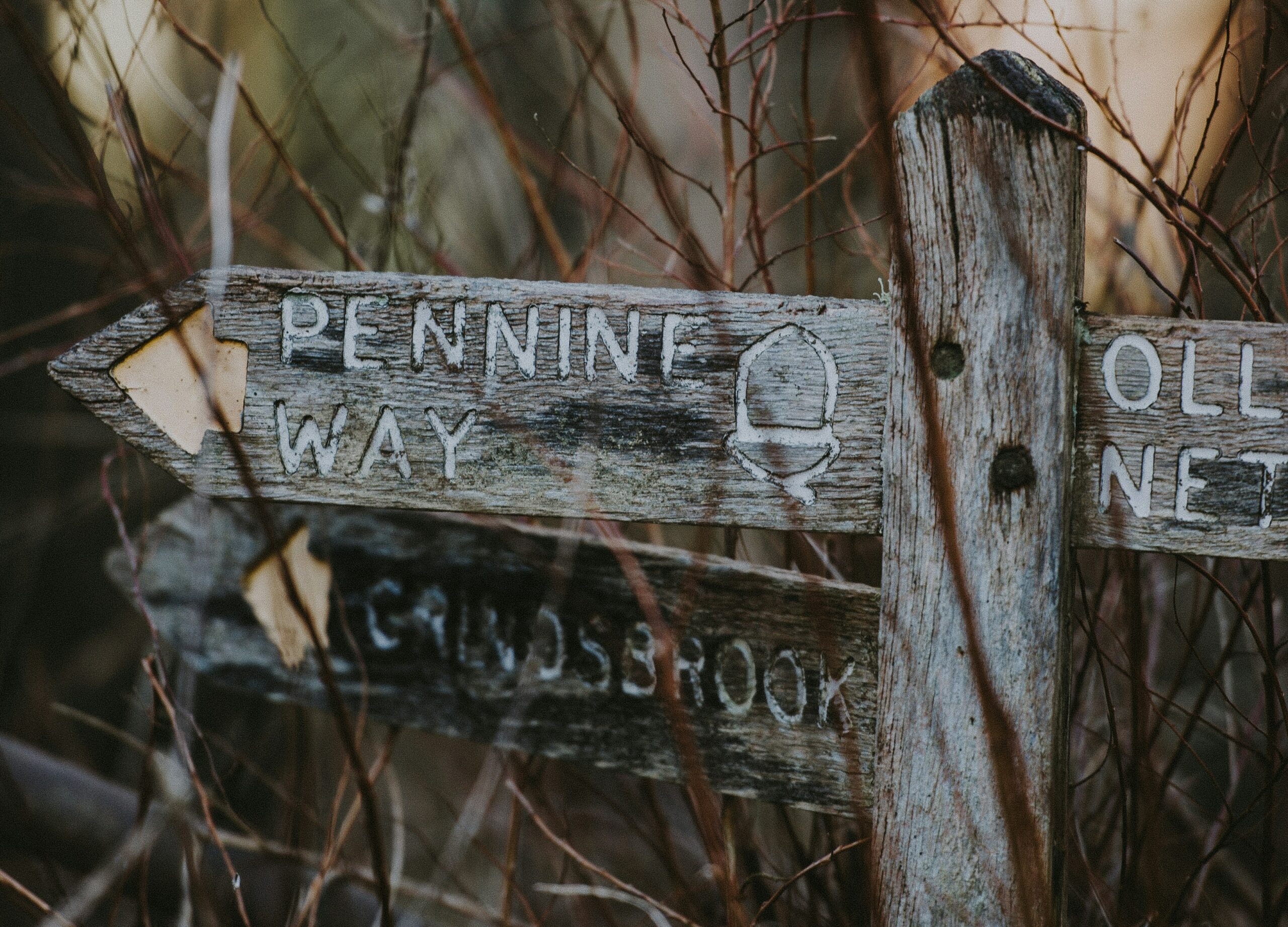 annie-spratt-RcOJpg9eCpk-unsplash bearbeitet