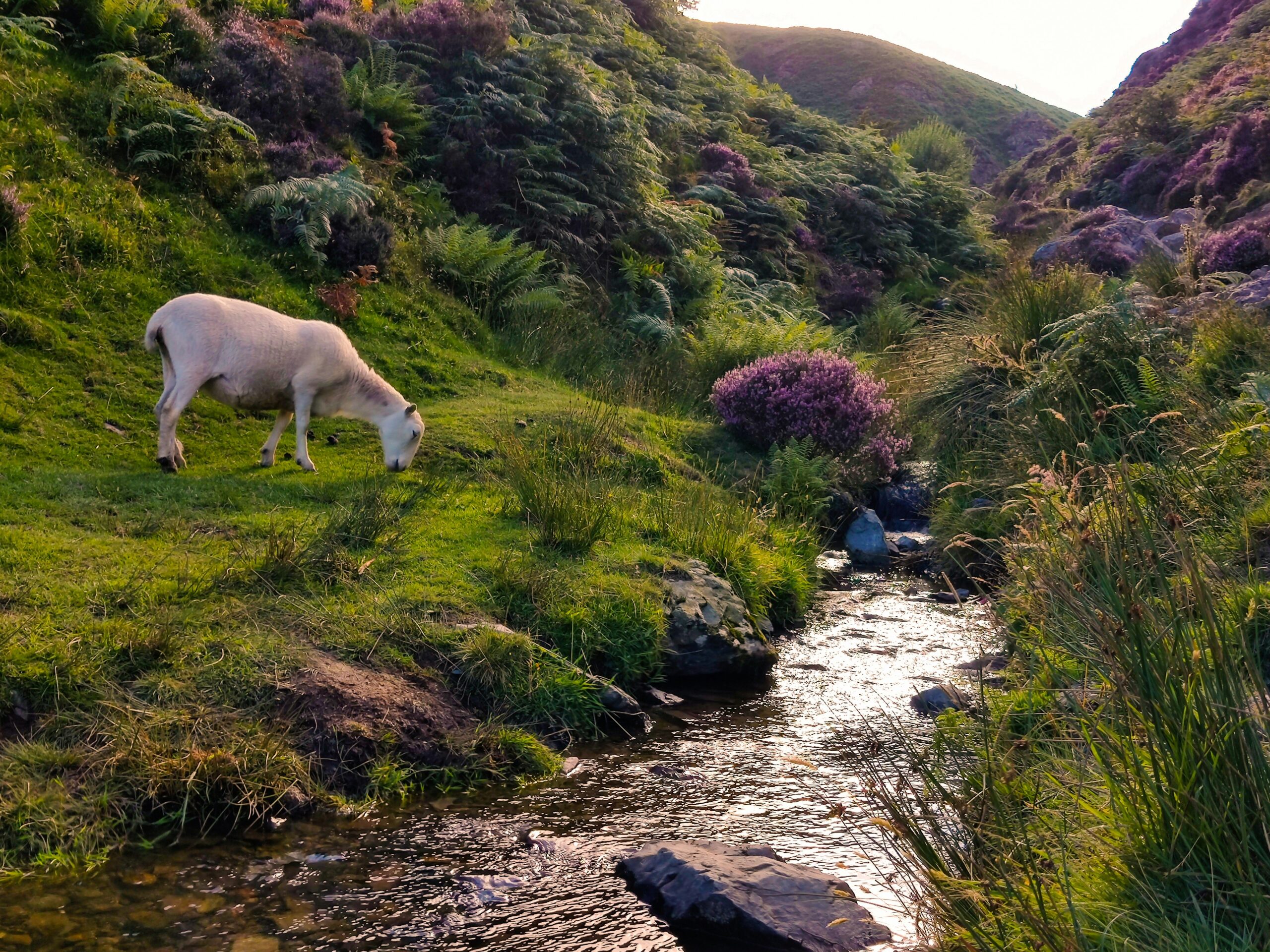 jignesh-bosamia-f9whdvy3NyE-unsplash (Shropshire)